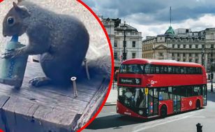 Zwierzęta "przyciągają" e-papierosy. Wiewiórki biorą je za jedzenie