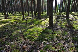 Ten grzyb pojawia się już w czerwcu. Jak rozpoznać ceniony grzyb