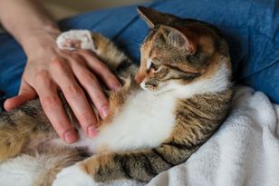 To drapieżniki oportunistyczne. Stanowią niemałe zagrożenie