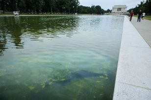 Trump wściekły: "Reflecting Pool w Waszyngtonie uszkodzili wandale"