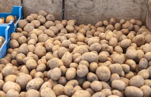 Załamanie na rynku ziemniaka. "Magazyny są zapchane"
