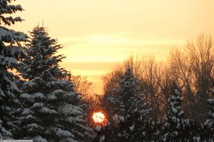 Sam wybierz i zetnij choinkę. Oto ceny drzewek