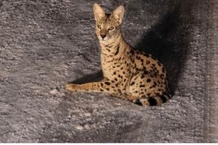 Egzotyczny kot na wolności. Grozi mu niebezpieczeństwo