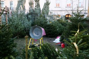 Sam wybierz i zetnij choinkę. Oto ceny drzewek przed Bożym Narodzeniem