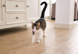 Ewolucyjna zagadka. Dlaczego ludzie nie mają ogonów?