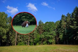 Żubr zaatakował turystę w Puszczy Białowieskiej — mężczyzna podszedł za blisko