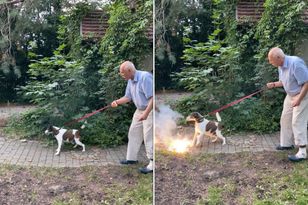 Korwin-Mikke rzucił petardę prosto w pysk swojego psa