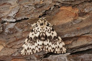 Nun moth threatens Polish forests — population count underway