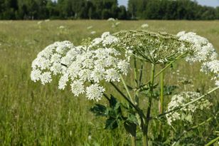 Giant hogweed in bloom in Poland – how to recognise it and avoid burns