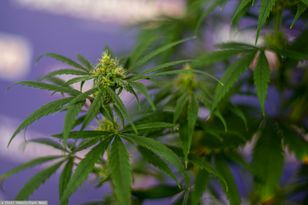 Rząd BiH podjął decyzję o legalizacji konopi. Jest jeden warunek