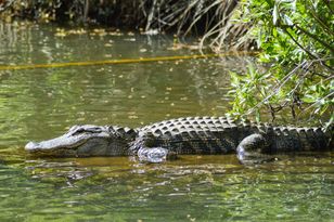 Koszmarny wypadek w brytyjskim zoo. 3-latek w wybiegu dla krokodyli