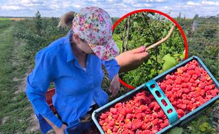 Pokazała, co w tym roku stało się z polskimi malinami. Dwie plagi