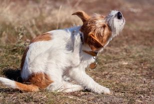Grass awns can seriously injure dogs – vets warn this summer