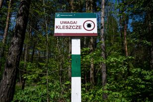 Niebezpieczne kleszcze już w Polsce. "Biegną do człowieka"