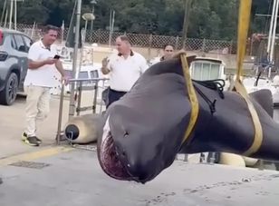 Zdziwienie na plaży we Włoszech. Gigantyczny rekin