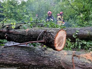 Falling tree branch injures two women on pilgrimage in Szaniec