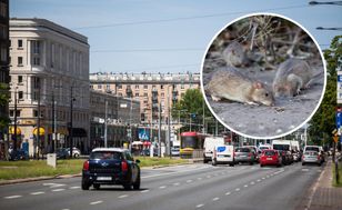 Inwazja szczurów w centrum Warszawy. Opanowały znane lokale