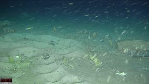 Znaleźli ich tysiące pod lodem. "To wyjątkowe odkrycie"