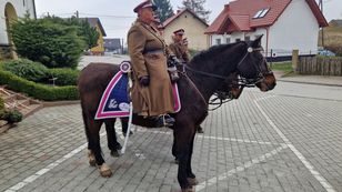Zaginął Amarant. realizowane są poszukiwania konia