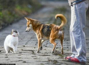 Obowiązkowe czipowanie psów. Rząd przyjął projekt ustawy