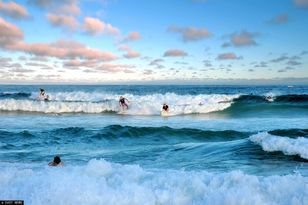 Krwawa seria w Sydney. Trzy ataki rekinów w 48 godzin