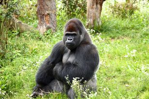 Goryle schowane przed upałem — warszawskie zoo zamyka ekspozycję