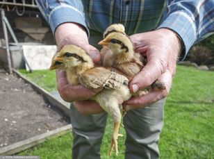 Koszmar we Wrzosach. Spłonęło 23 tys. kurcząt
