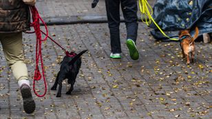 "Zwłoki zwierząt w szafie". Podejrzani o znęcanie się zatrzymani