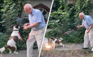 Korwin-Mikke rzucił petardę psu — prawniczka zapowiada zawiadomienie do prokuratury