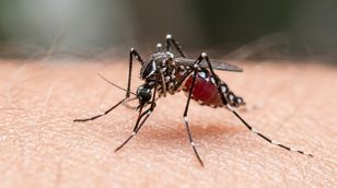 Malaria na lotnisku we Frankfurcie — komar przyleciał samolotem, dwie osoby zmarły