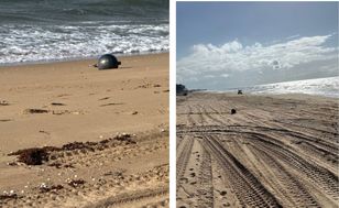 Metal Spheres on Queensland Beach Likely Rocket Parts, Australian Space Agency Says