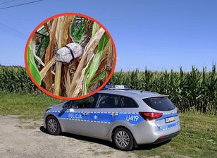 "Corn bombers" return — metal traps found in maize fields ahead of harvest