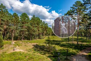 White funnel-and-bag devices in forests are pheromone traps — leave them alone