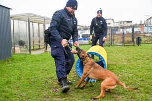 Groźny pies zaatakował kobietę. Szybka reakcja kierowców uratowała jej życie