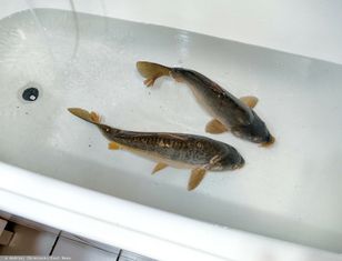 Pozycja karpia nie jest zagrożona. Wciąż króluje na stołach w Wigilię