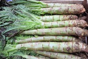 To warzywo niemal zniknęło z naszych stołów. Wygląda jak sałata, smakuje jak szparagi