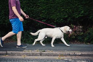 Prawie 1500 zł za opiekę nad psami. Oto ile zarabia petsitter