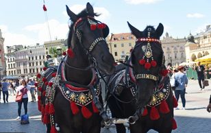 Kraków szokuje cenami. Chodzi o przejazd dorożką
