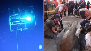 Wydobyli skarb z 300-letniego wraku. Odkrycie z dna Morza Karaibskiego