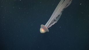 Nagrali "potwora z głębin". Potężna meduza-widmo robi wrażenie