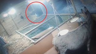 Skandal w Płocku. Włamał się do szopki. Cała Polska zobaczy, co zrobił