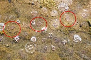 Jellyfish swarm Baltic beaches earlier than usual this summer