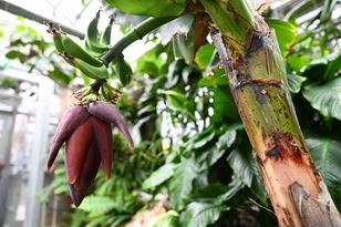 Dwarf banana plant blooms for just second time ever at Łańcut Castle Museum