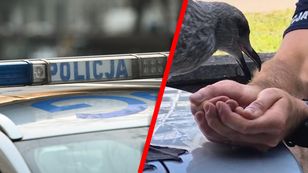 Mewa nie miała już sił. Lepiej trafić nie mogła. Nagranie