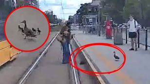 Kaczki wstrzymały ruch w Warszawie. Pasażerowie ruszyli na pomoc