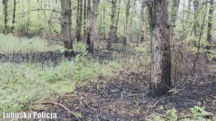 Seryjny podpalacz lasów zatrzymany. Policja mówi o "katastrofie"