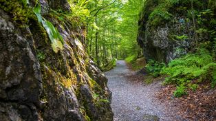Dolina za Bramką: chłód, wapienne skały, botaniczne skarby i brak tłumów