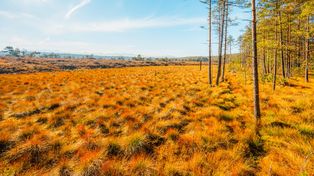Bór na Czerwonem w Nowym Targu: torfowisko, kładki i widok na Tatry