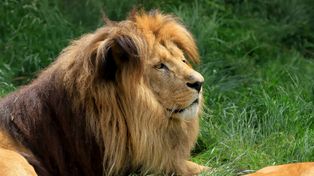 Największe zoo w Polsce – jedna z najciekawszych atrakcji Trójmiasta