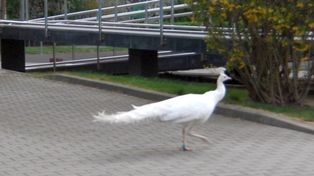 Biały paw na ulicach Mokotowa. Niezwykła akcja straży miejskiej zakończona sukcesem